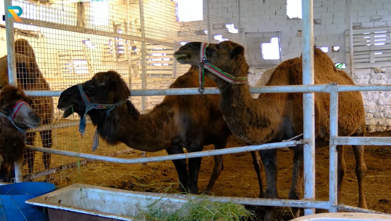 Develerde Pika Davranışı ve Besinsel Önleme: PICAMEL Yaklaşımı